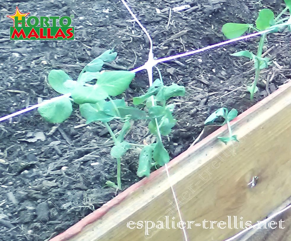 Trellis net serves for the control on the growth of plants