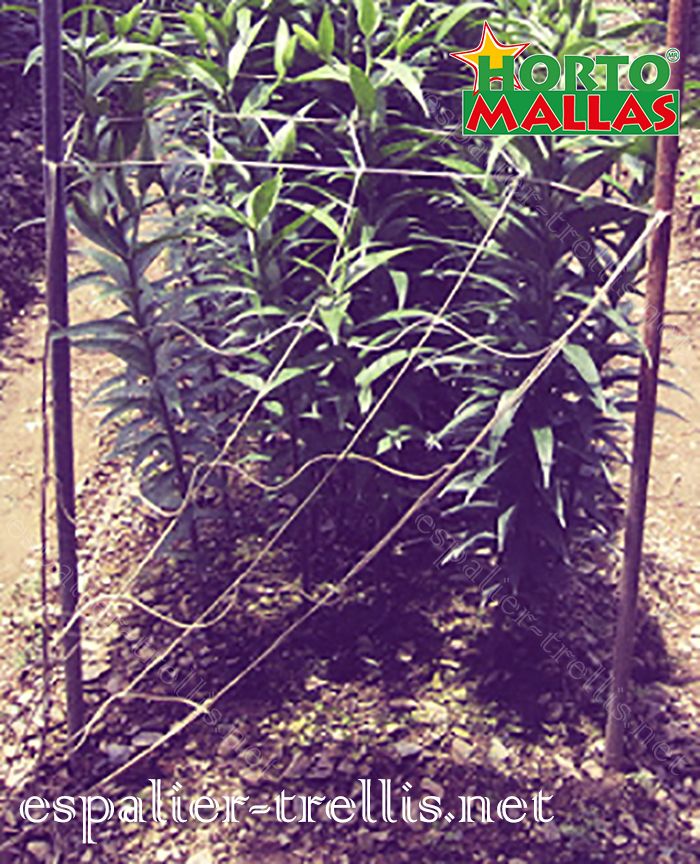 Trellis net used para improve the tutoring and quality of the crops