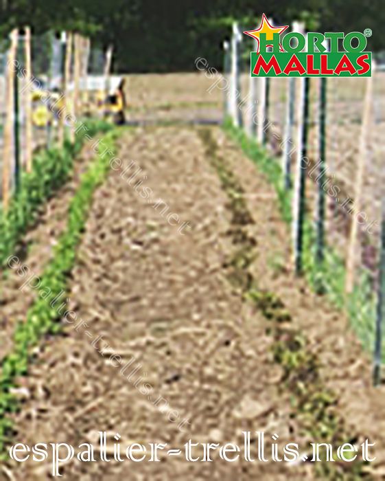 Tutoration of the crops with stakes and Trellis net