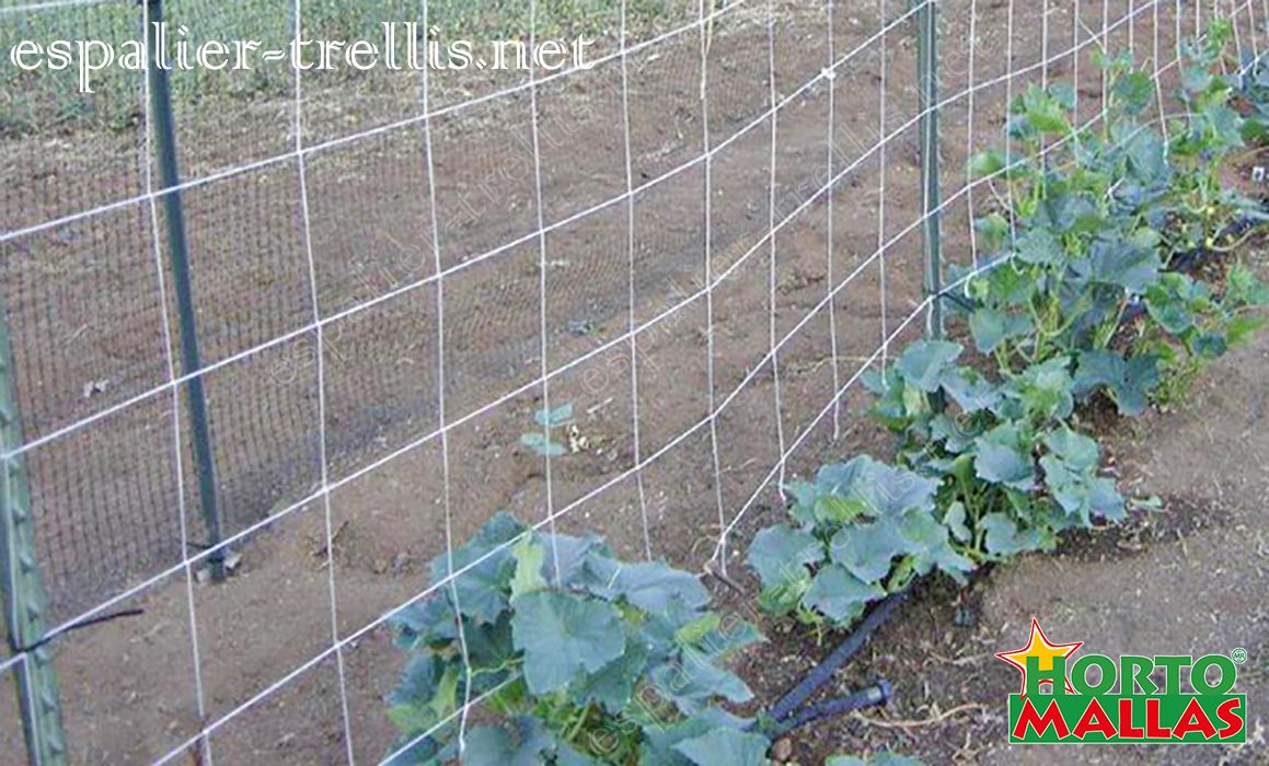espalier trellis for the tutoring of the cucumber crops.
