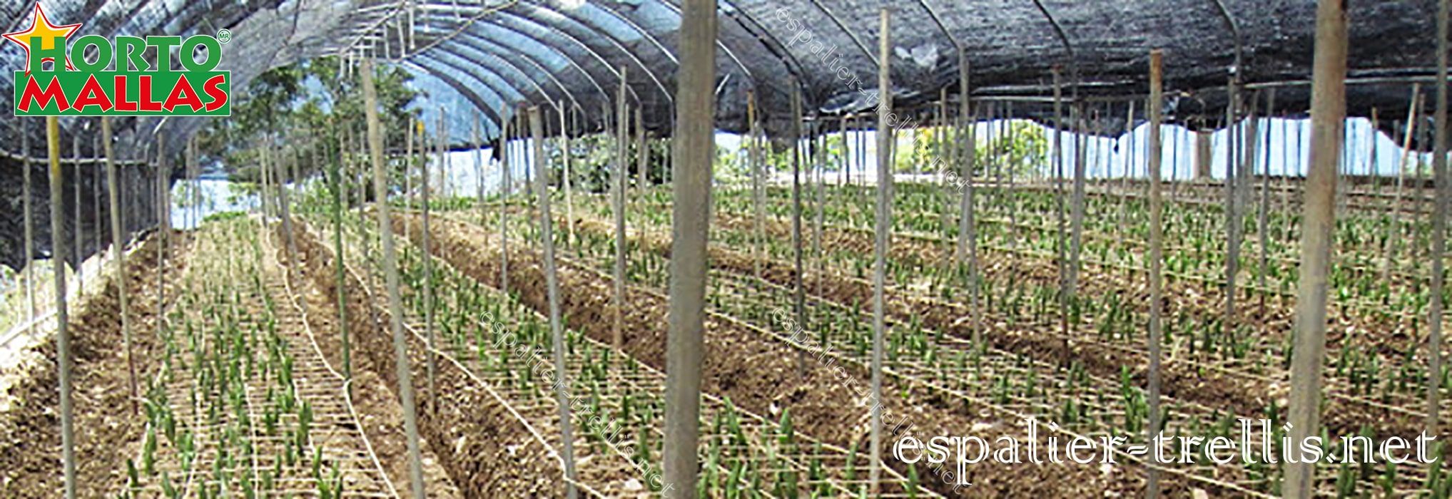 Trellis net for the good tutoring of the growth of the crops