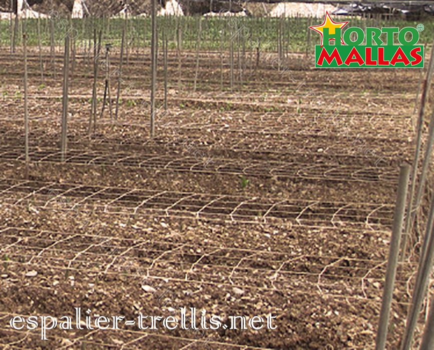 Trellis net for improve the growth of the crops