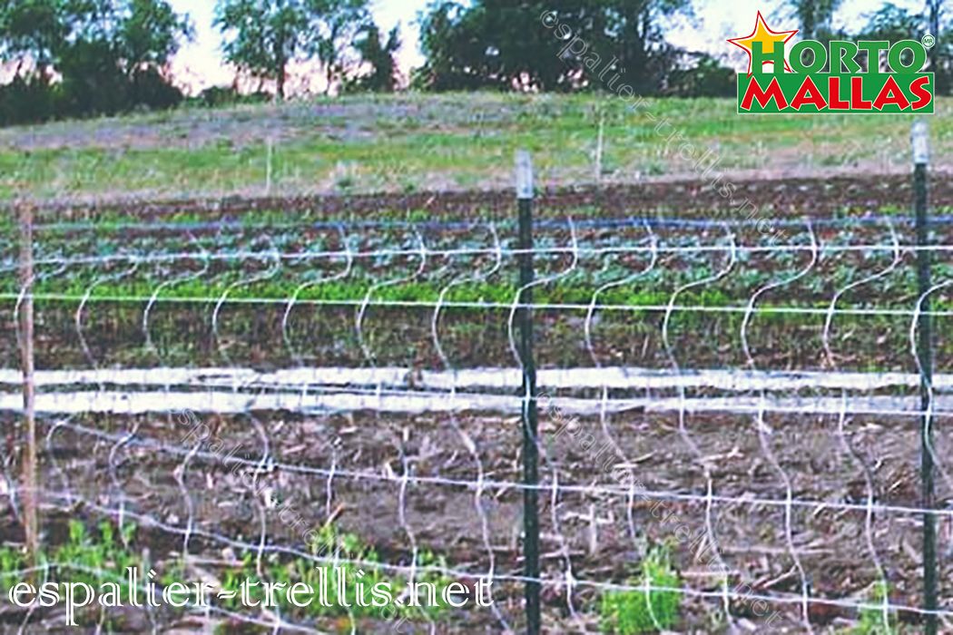 Trellis net for the control on the increase of results of fruit production