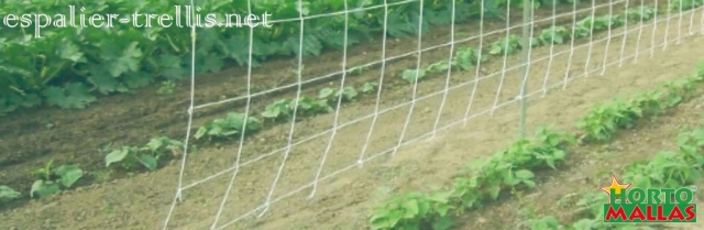 Trellis net help on th control of the growth of th plants