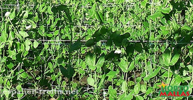 Trellis net for the tutoring of the plants