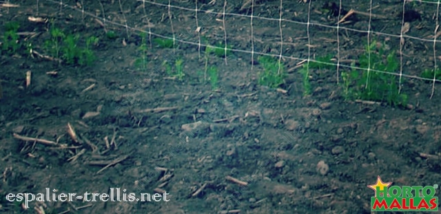 installation of Trellis net for the tutoring on the growth