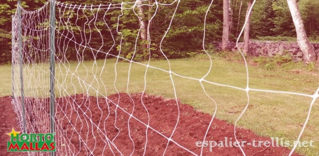 installatión of the esaplier trellis before seeding the crop