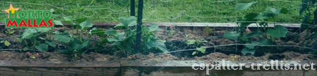 Trellis net on vertical for the tutoring and good growth of the crops