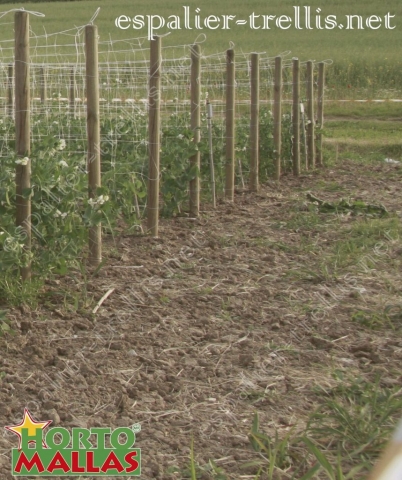 tutoring beans crops with Trellis net and stakes for a good growth