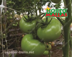 Espalier mesh with tomato plant