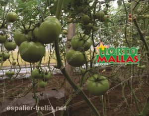 Crop field of tomato plants